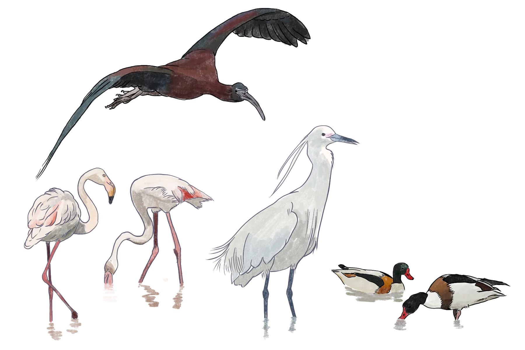 Les oiseaux de Camargues